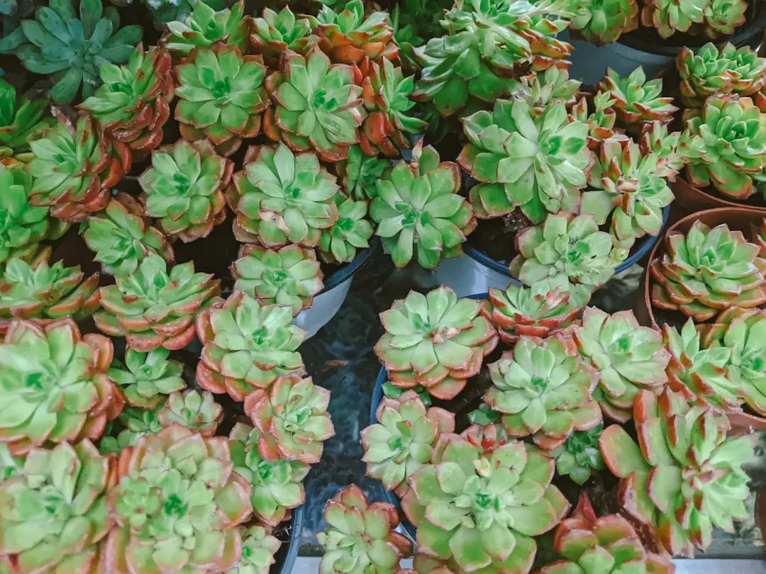深圳园林绿化苗木品类全解析:从乔木到地被植物的选配要点正文配图 2